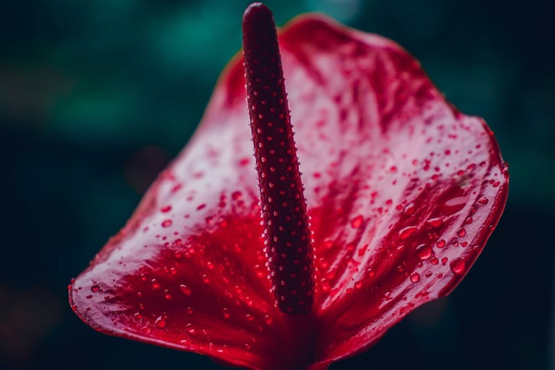 Botanical Elegance