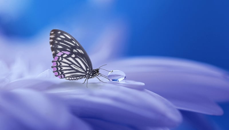 Fairy Performer