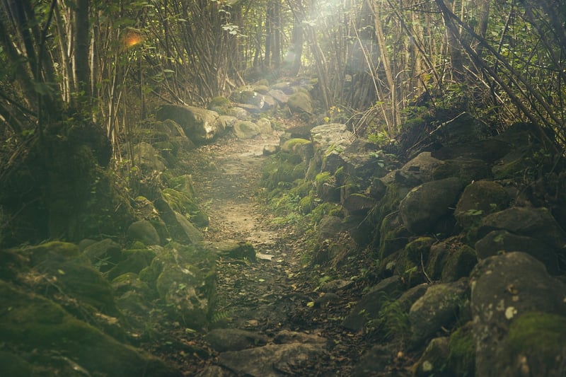 Forest-themed Culinary Delights